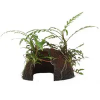 羽裂水蓑衣