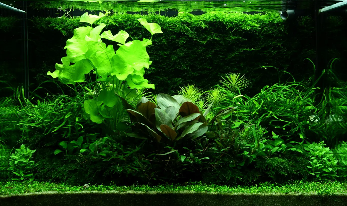 造景 98造景图片 6