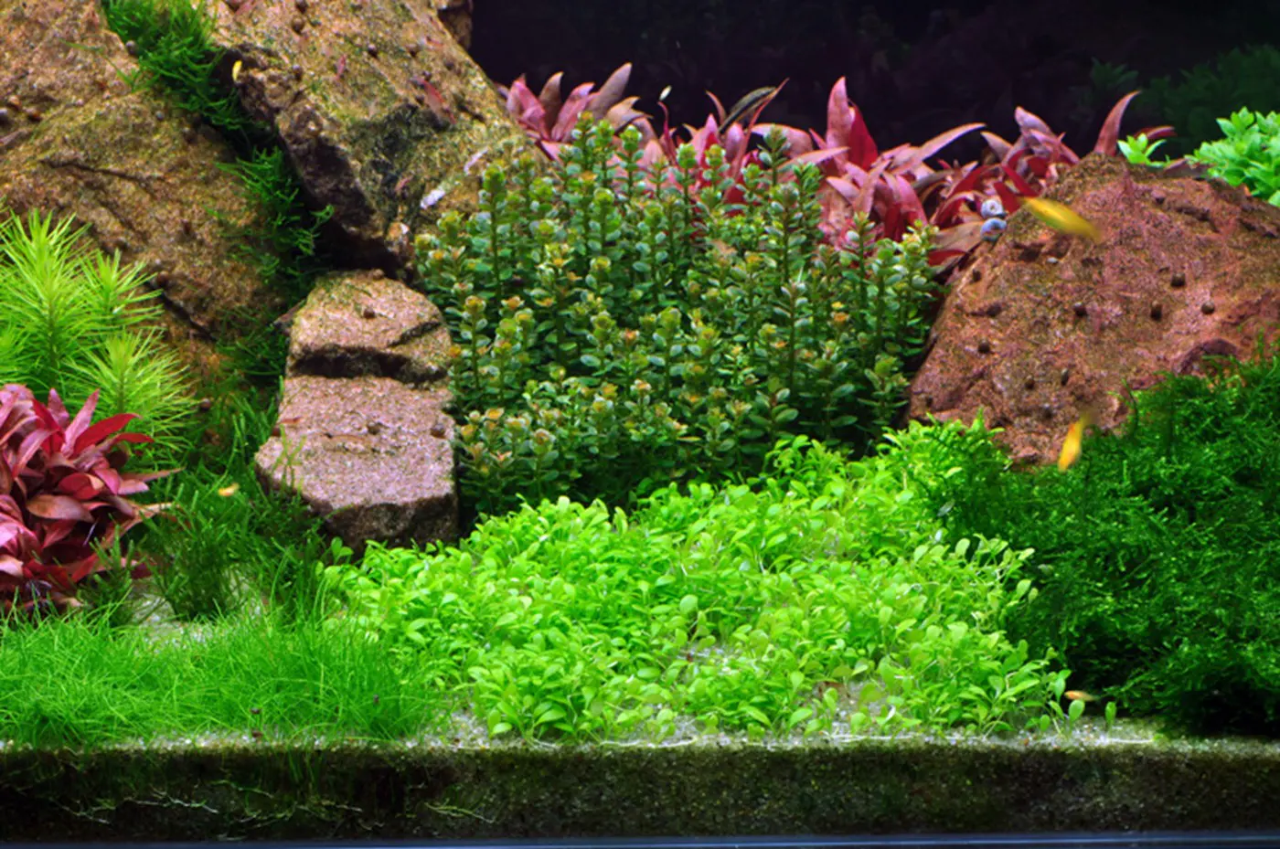 造景 54造景图片 6