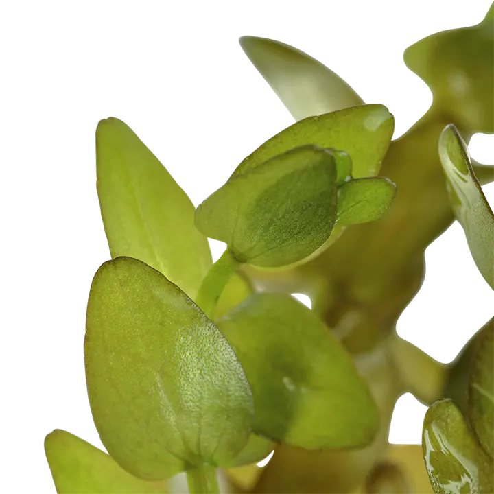 虎耳草细节图 2