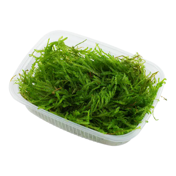 垂泪莫丝细节图 1
