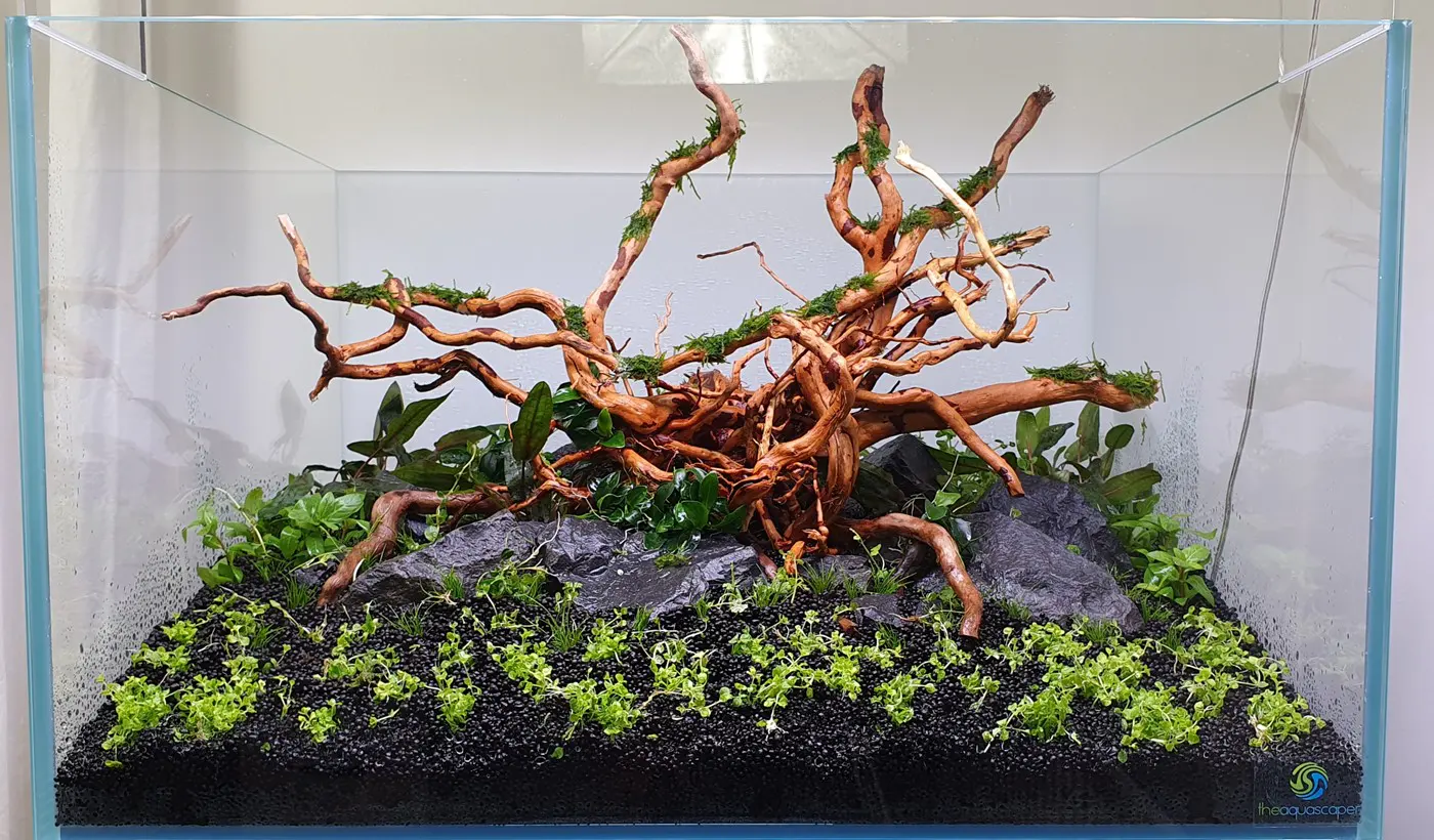造景 122:Jungle Tyne造景图片 4