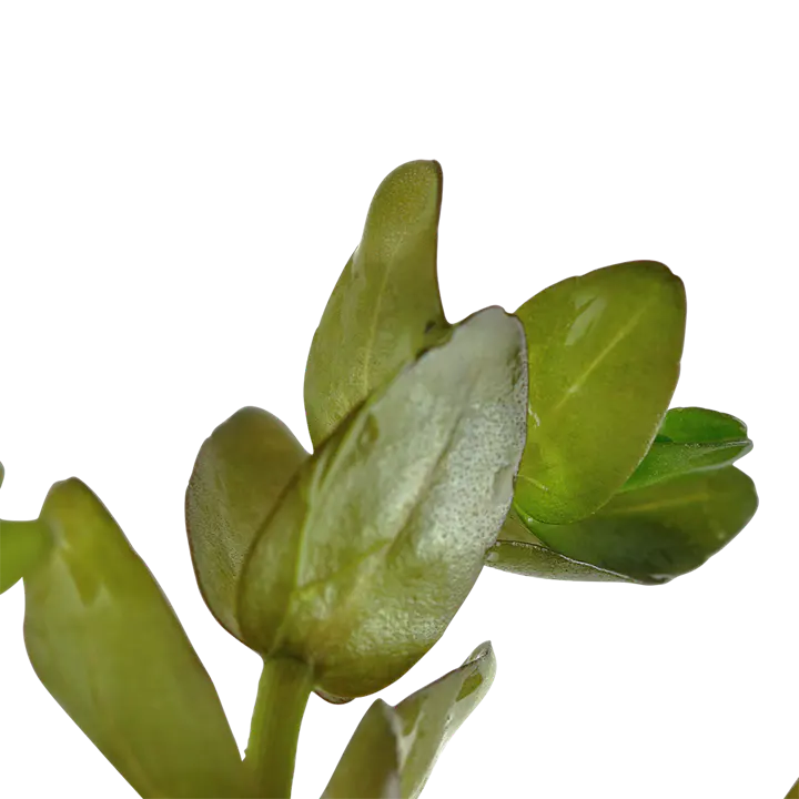 虎耳草细节图 3