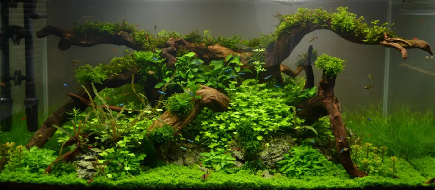 造景 76