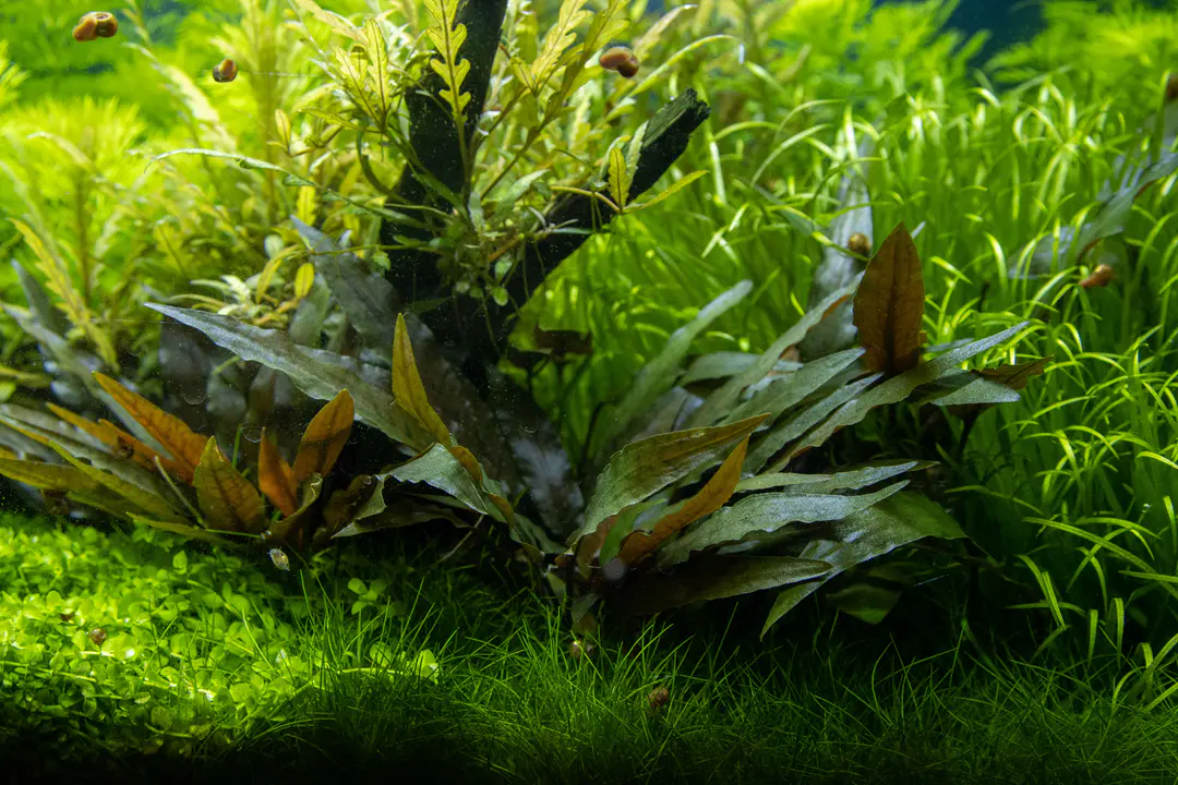 贝克椒草细节图 4