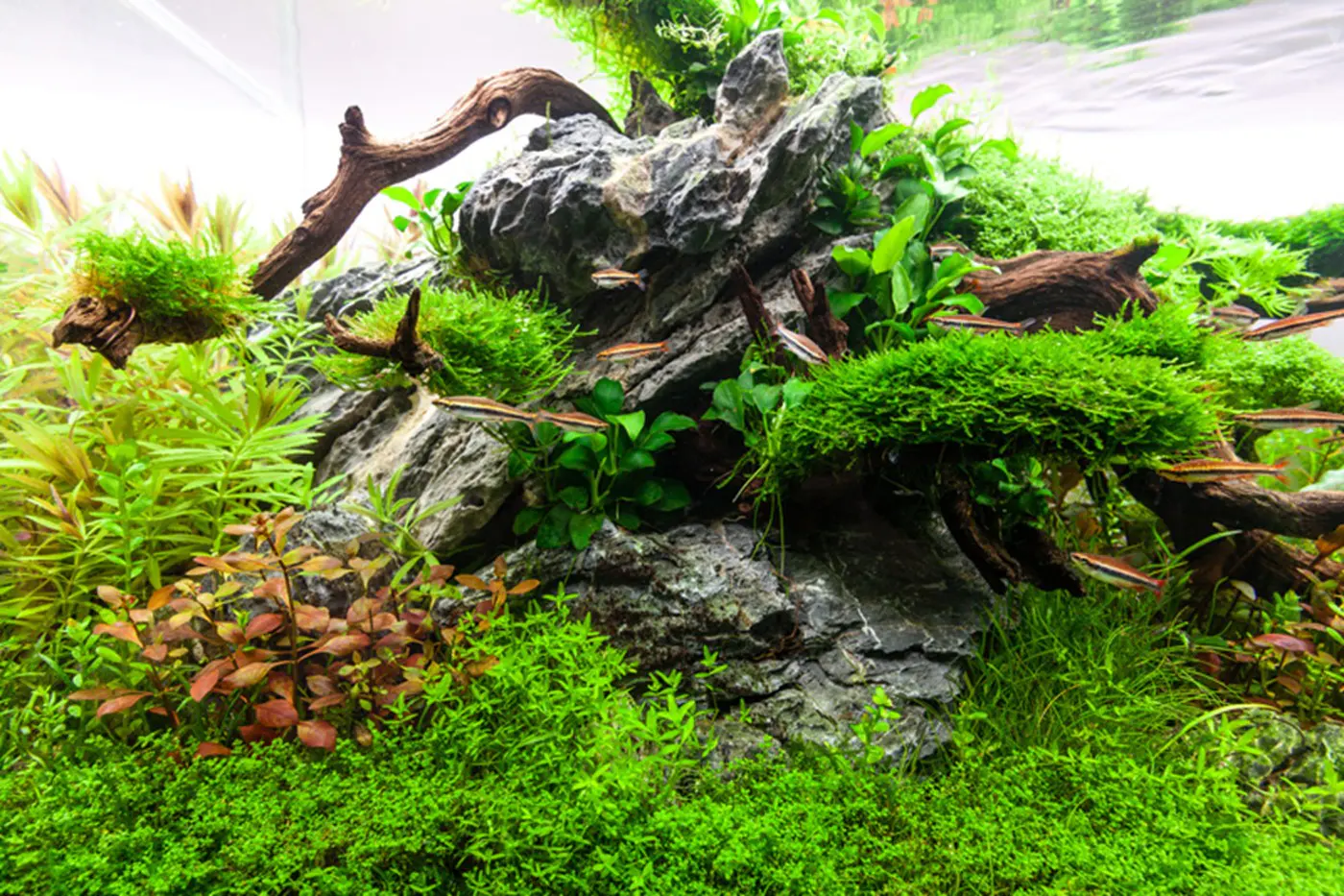 造景 86造景图片 31