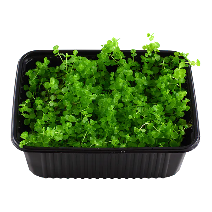 大珍珠草细节图 1