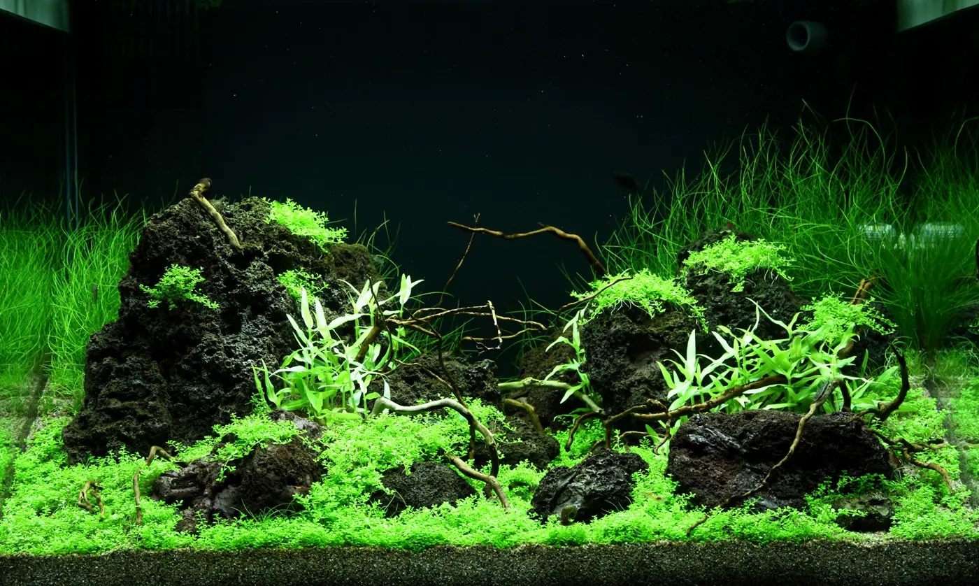 造景 99造景图片 5