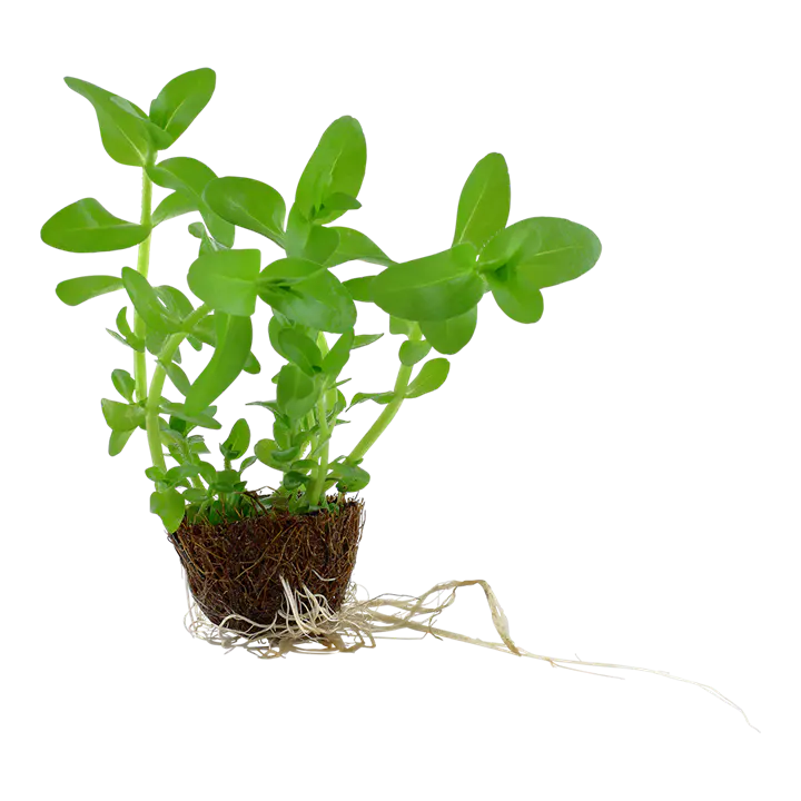 虎耳草细节图 2