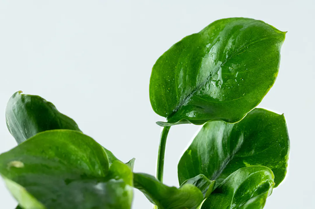 金钱榕细节图 3