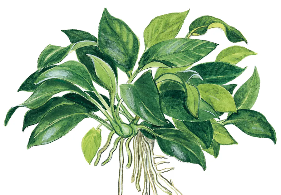 袖珍小榕
