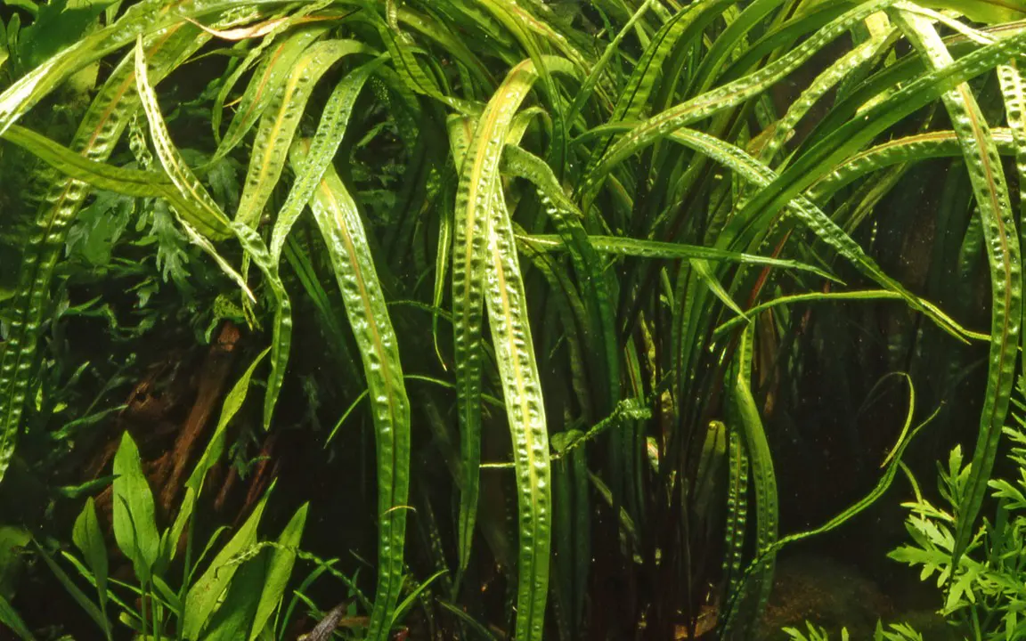 缎带椒草细节图 4