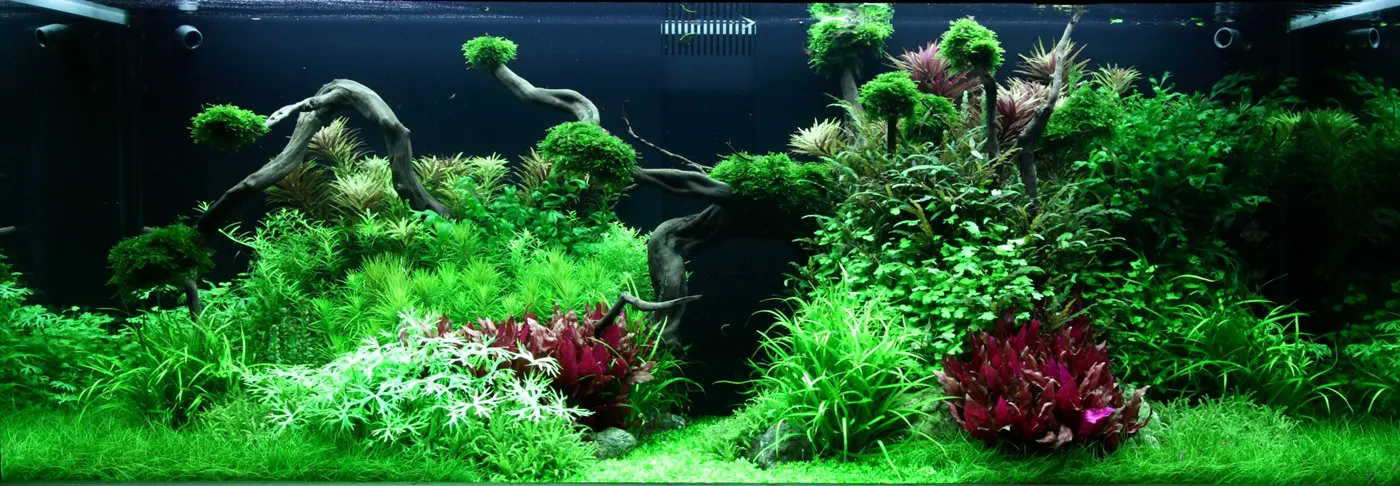 造景 96造景图片 16