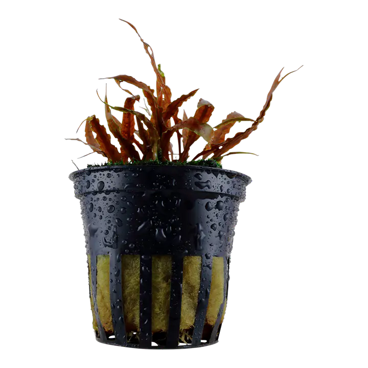 棕色阿尔比达椒草细节图 1