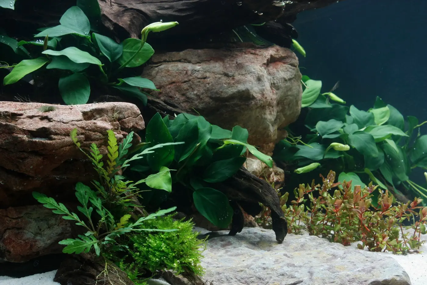 造景 27造景图片 11