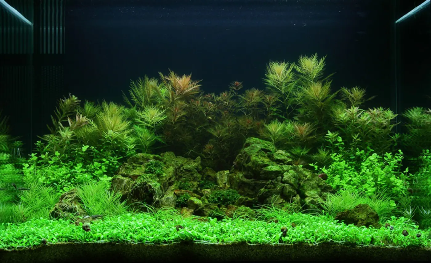 造景 51造景图片 5