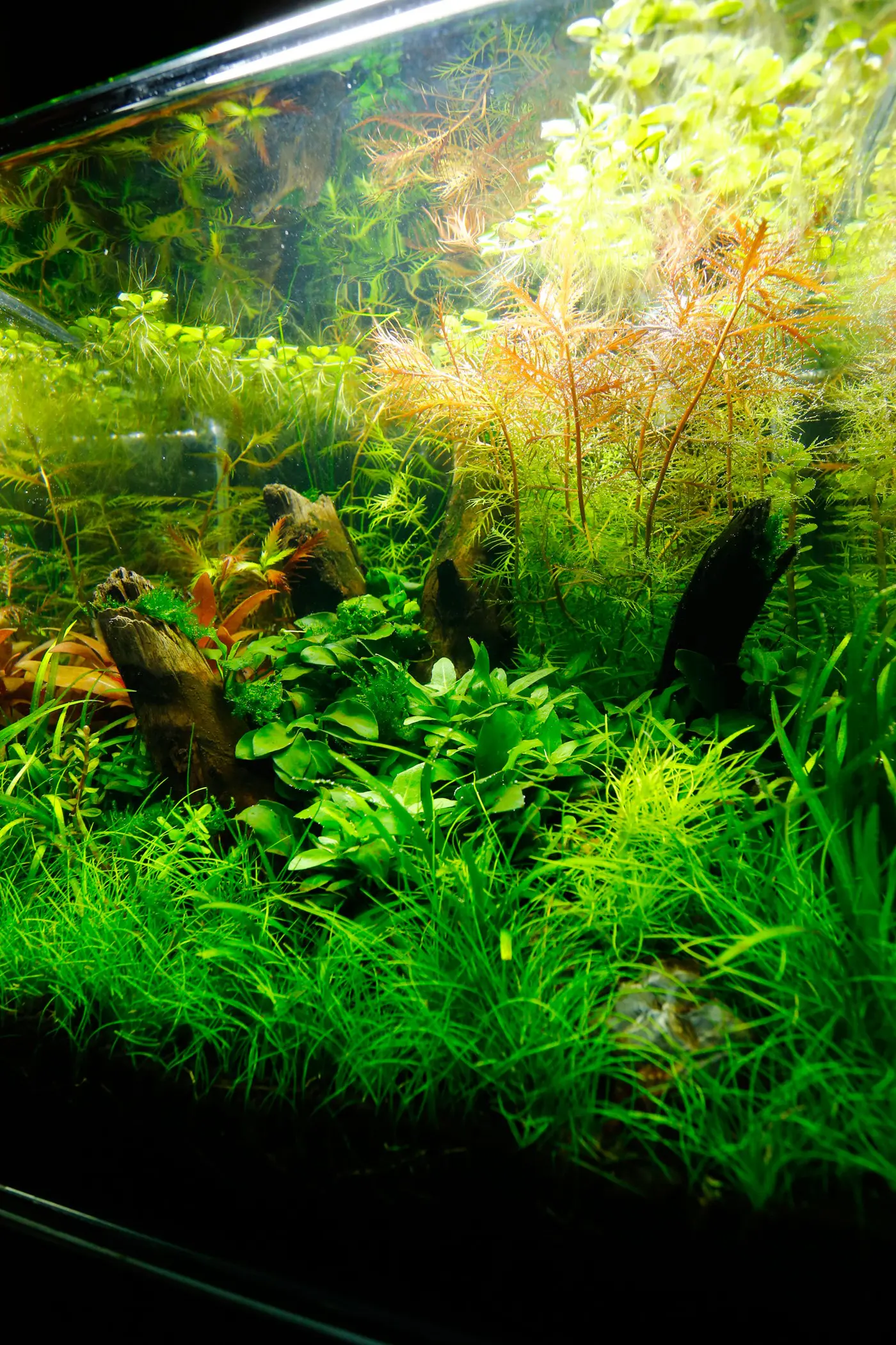 造景 102造景图片 12