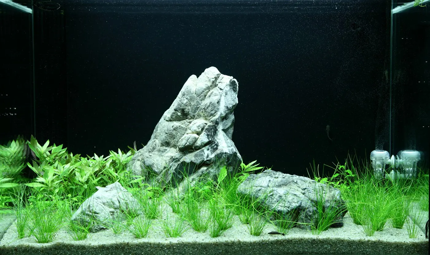 造景 100造景图片 2