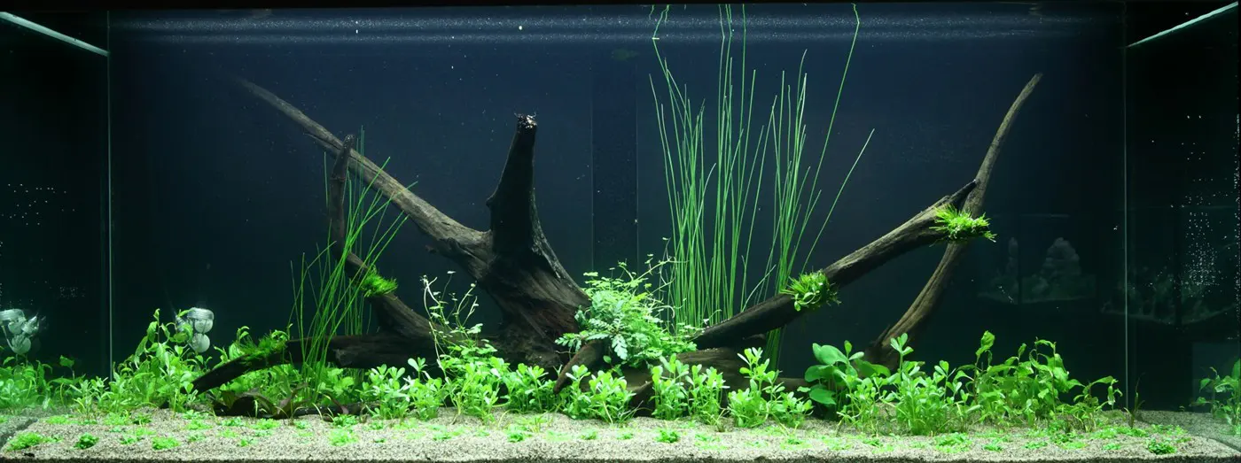 造景 97造景图片 2