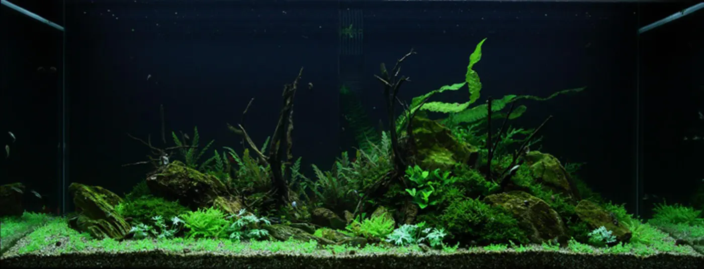 造景 52造景图片 5