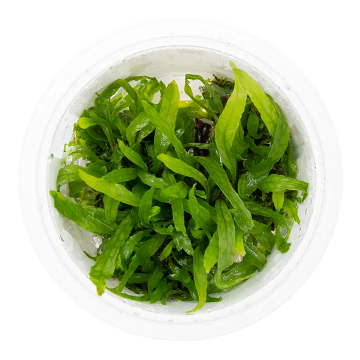 细叶铁皇冠细节图 2
