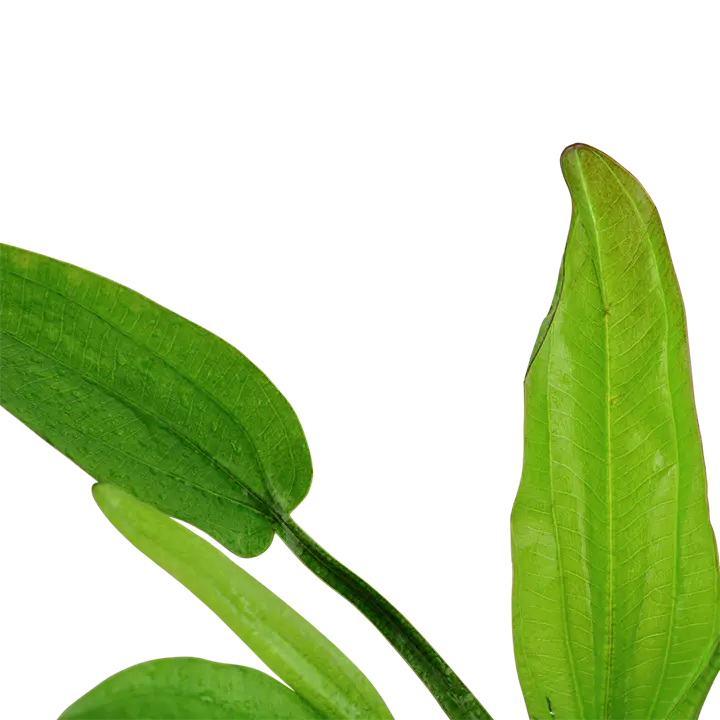 漂浮象耳皇冠细节图 2