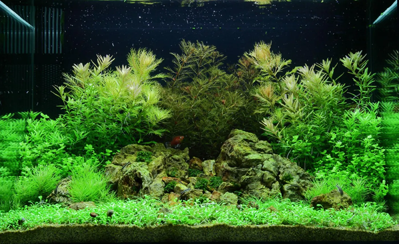 造景 51造景图片 4
