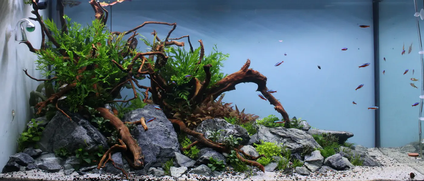 古典自然造景图片 11