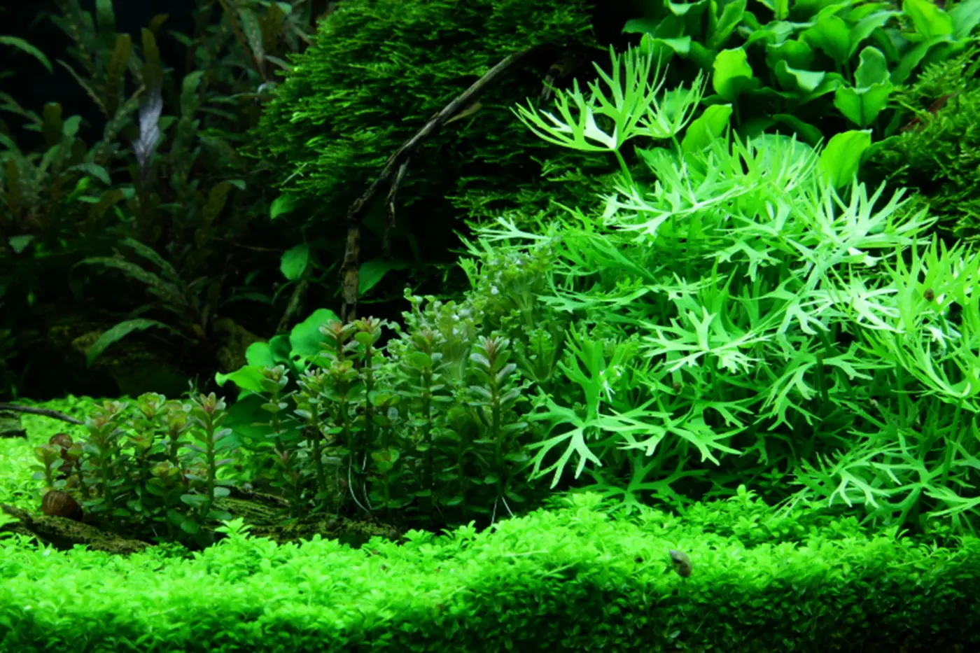 造景 52造景图片 9