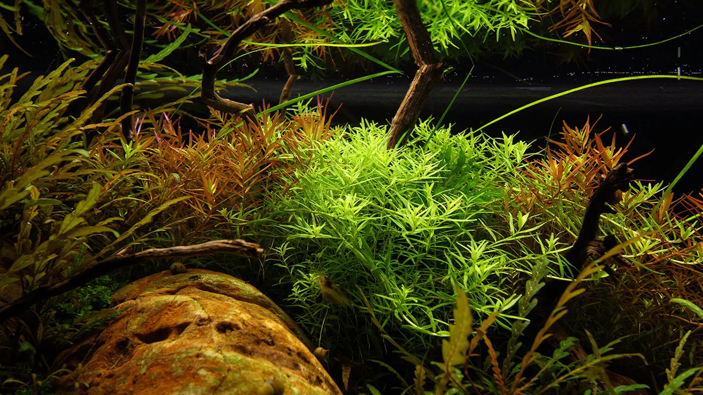 造景 114造景图片 4