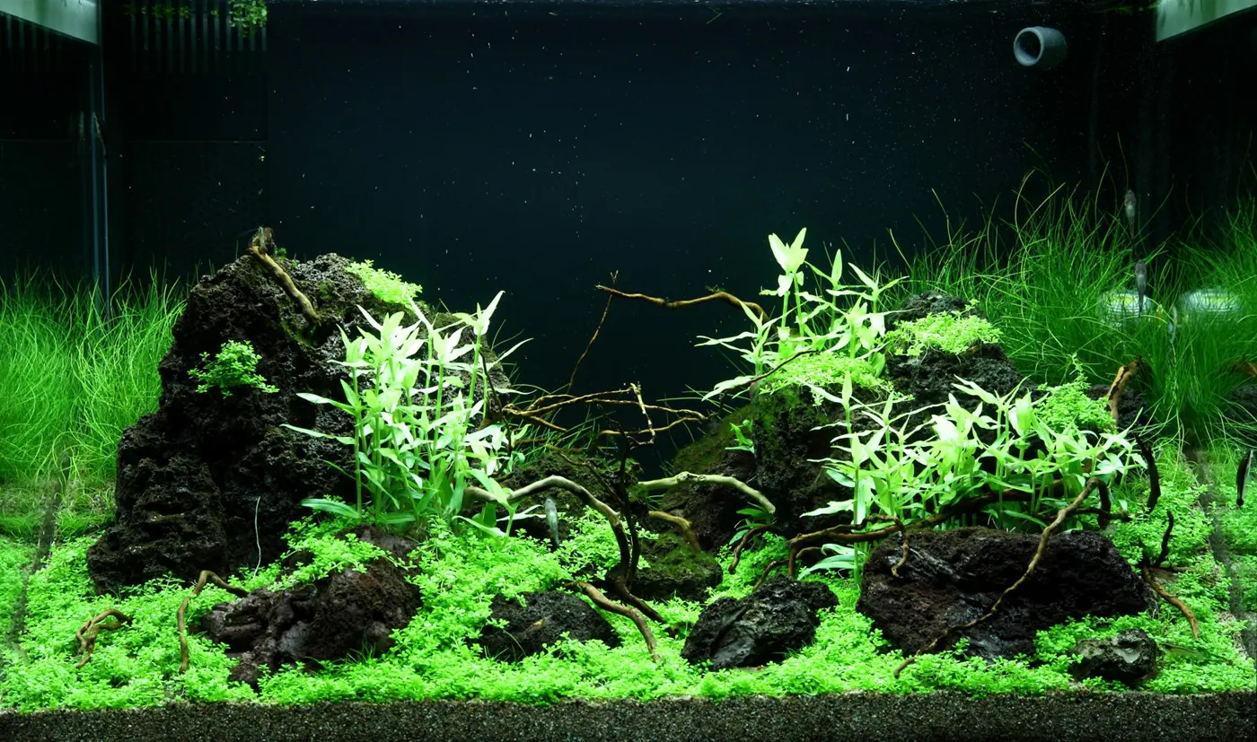 造景 99造景图片 4