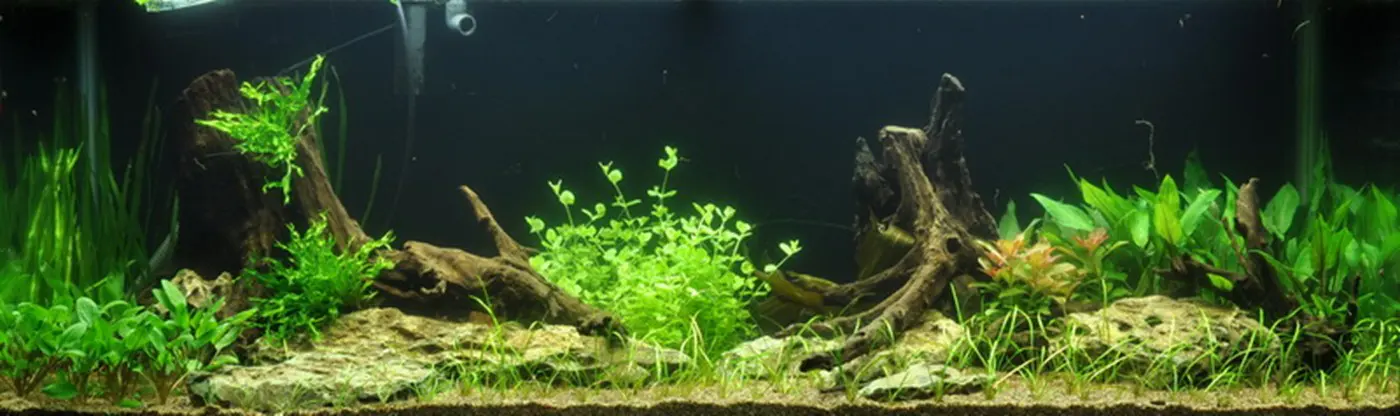 造景 18造景图片 2