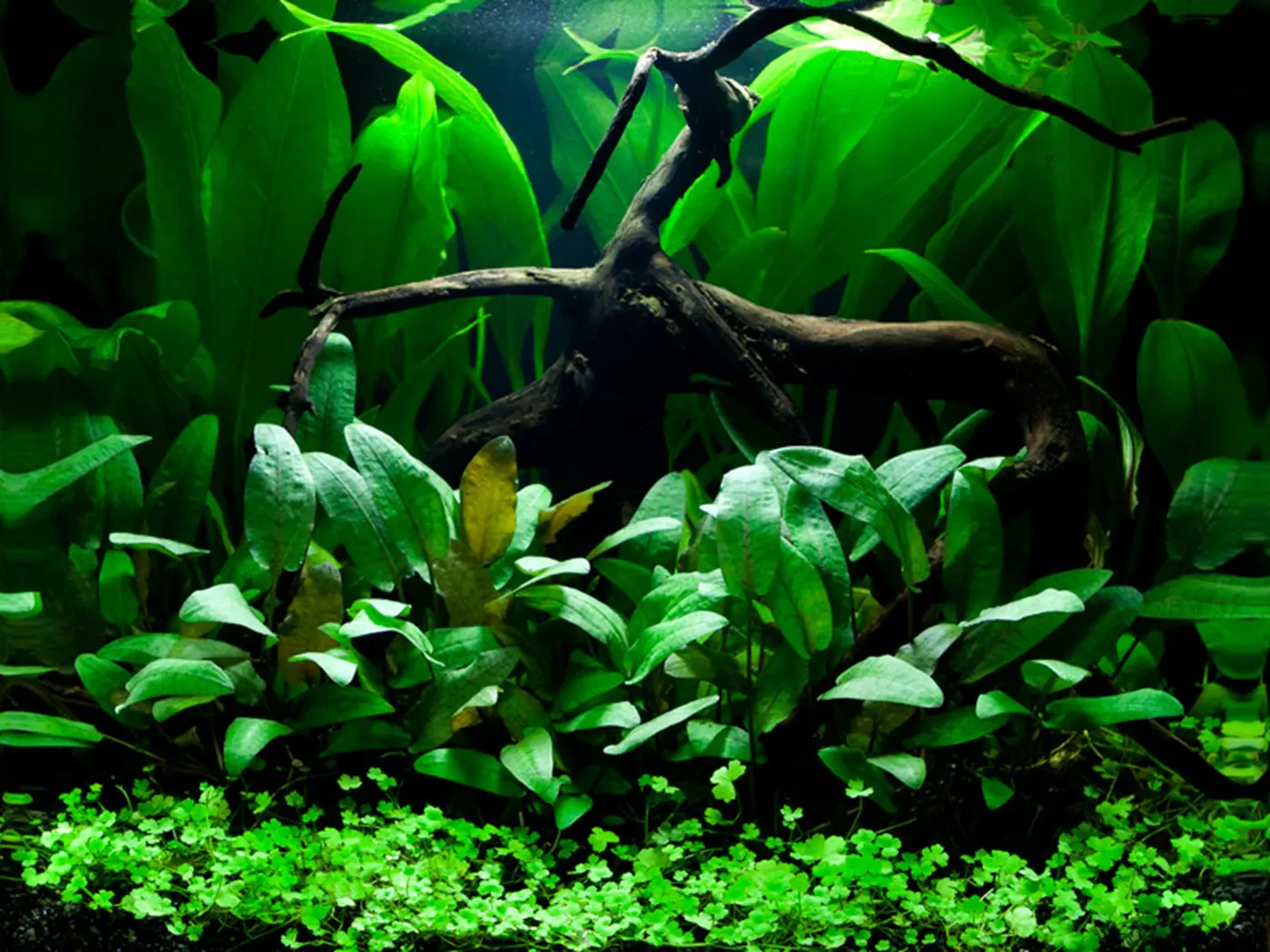 造景 66