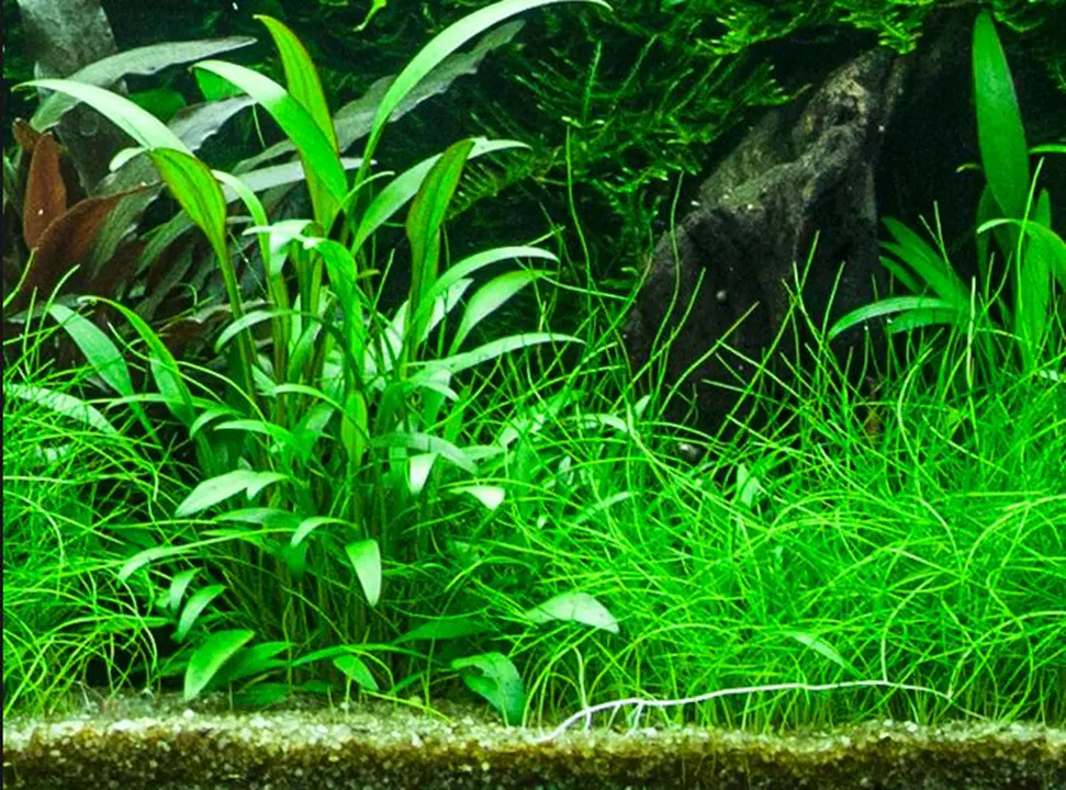 威利斯椒草细节图 4