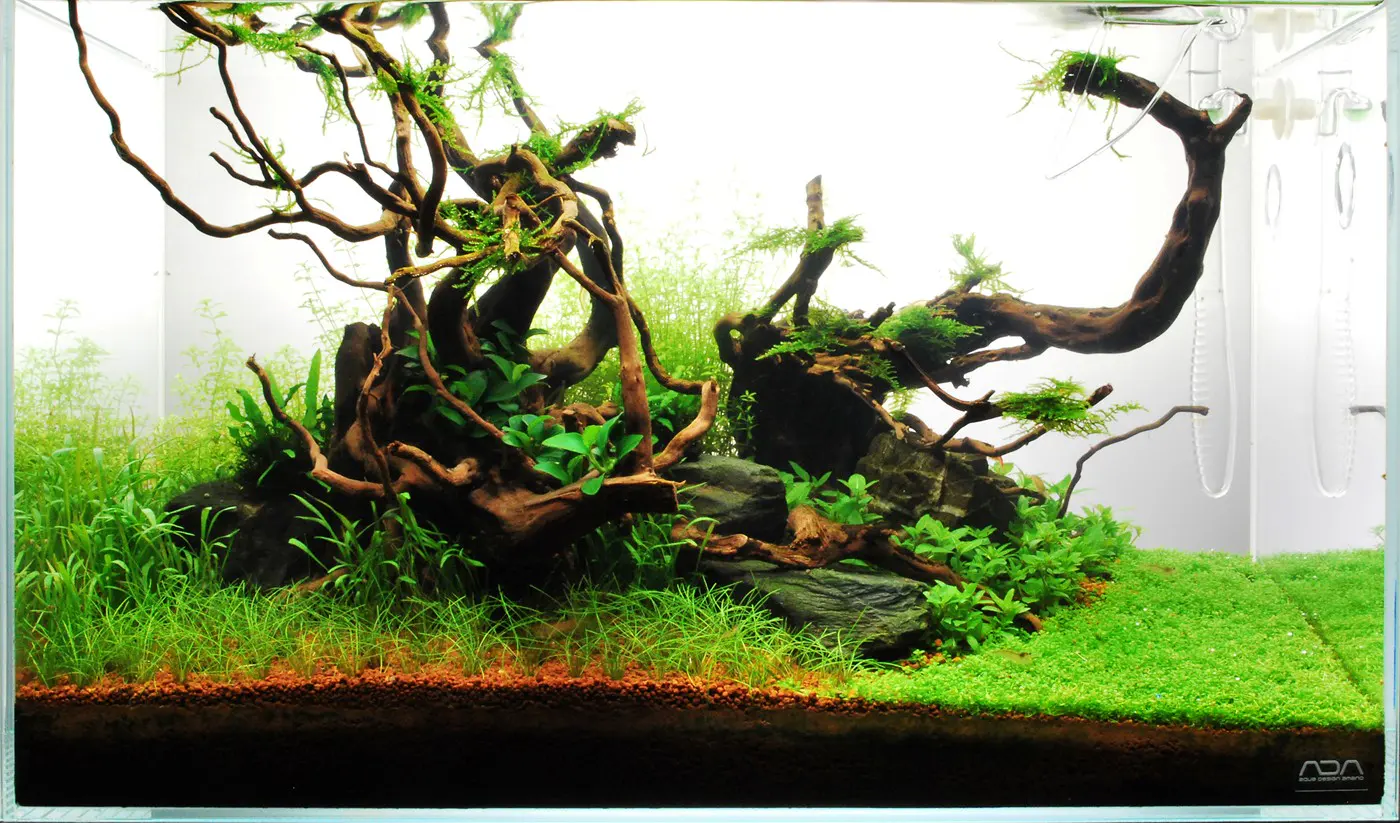 造景 71造景图片 5
