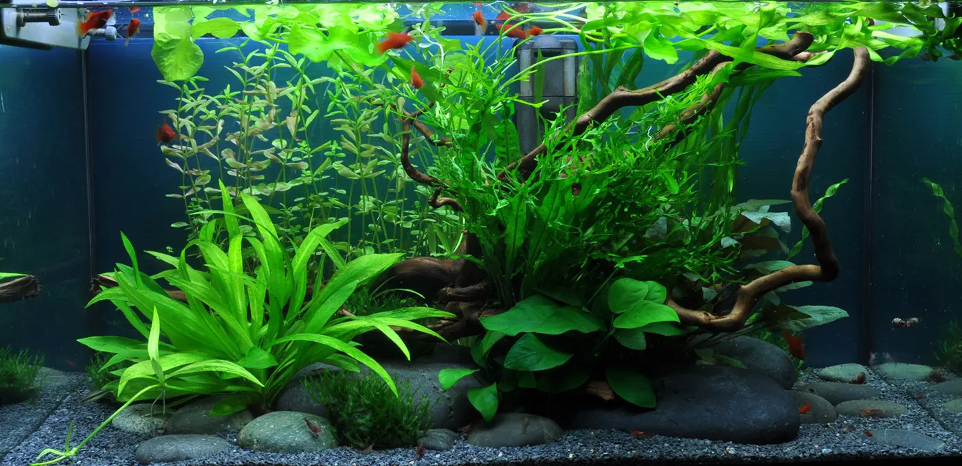 造景 36造景图片 3