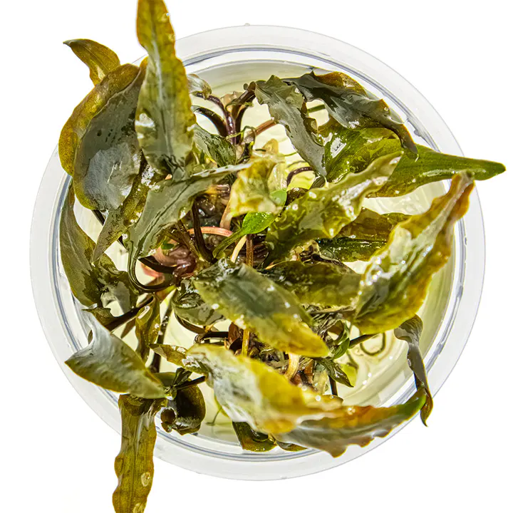 宓大屋温蒂椒草细节图 2