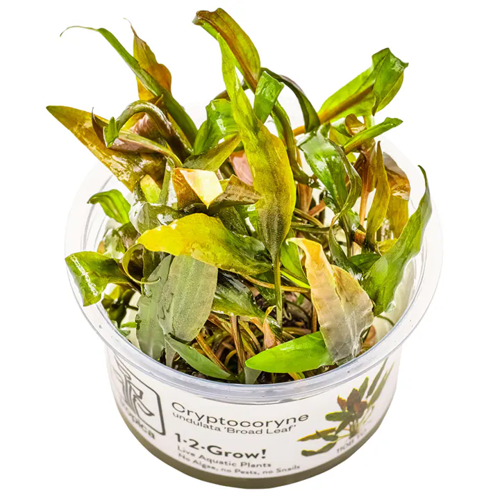 宽叶波浪椒草细节图 1