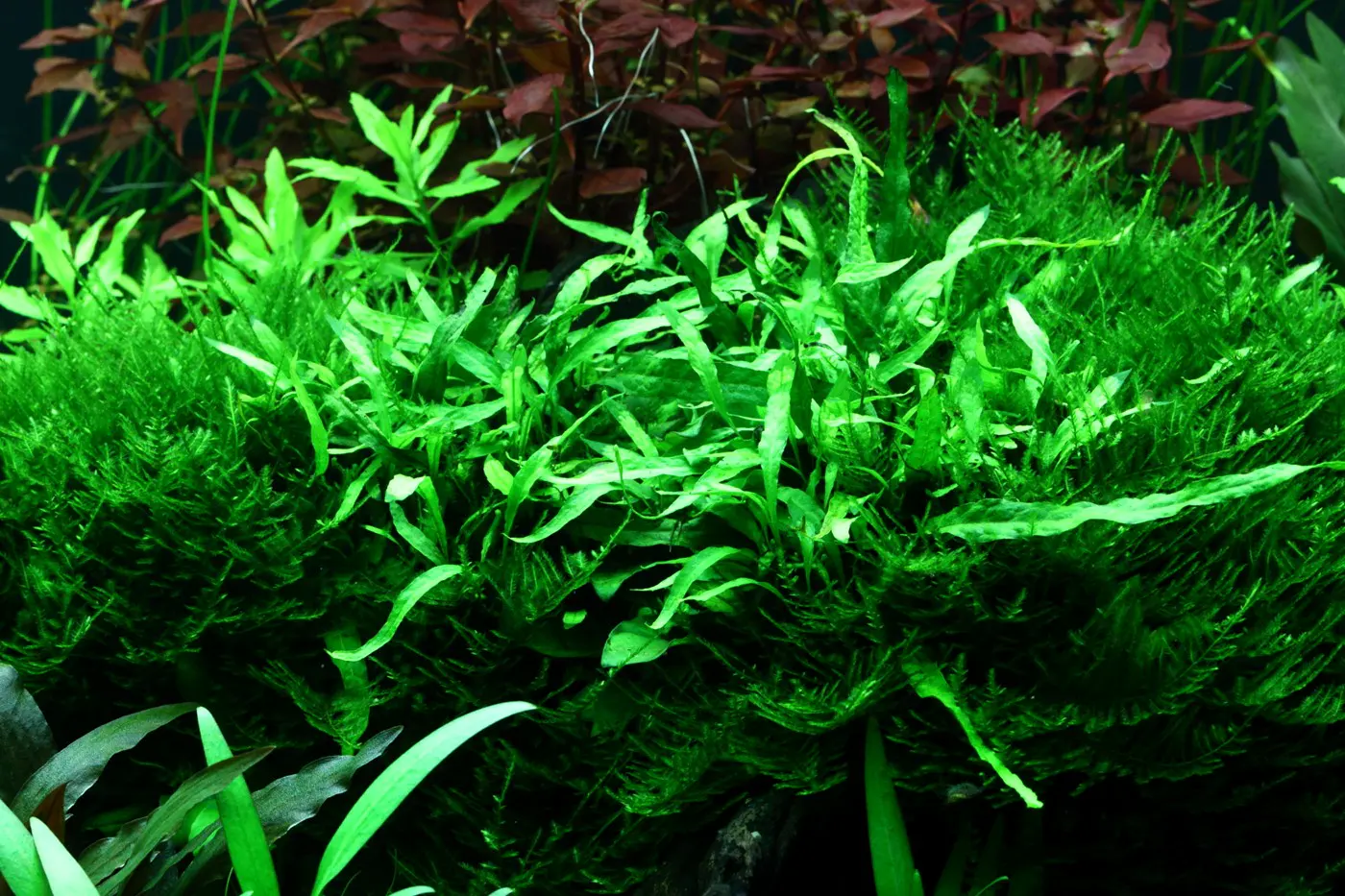 造景 95造景图片 16