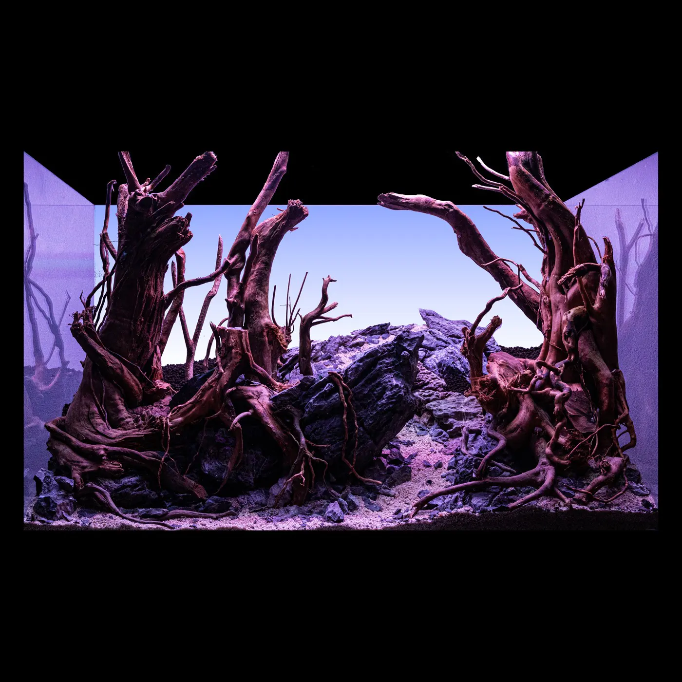 造景 123:幽暗森林造景图片 2