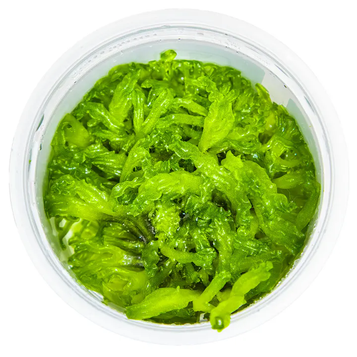 珊瑚莫丝细节图 2