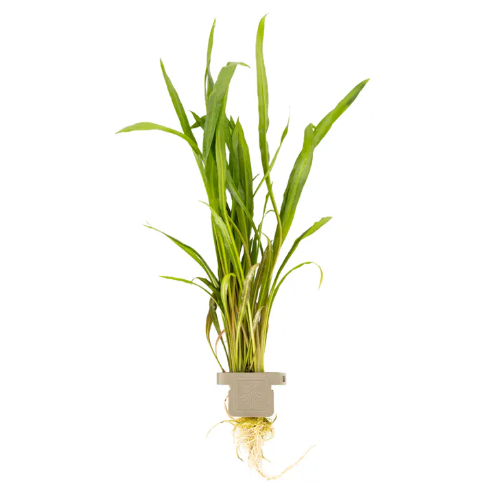 红螺旋椒草