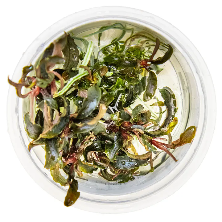 柯达岗辣椒榕细节图 3