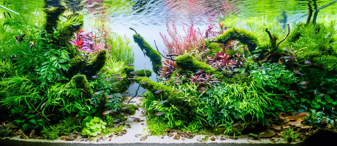 造景 118：寂静的力量