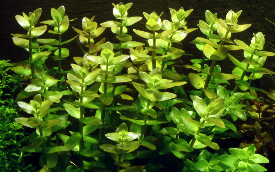 虎耳草细节图 4