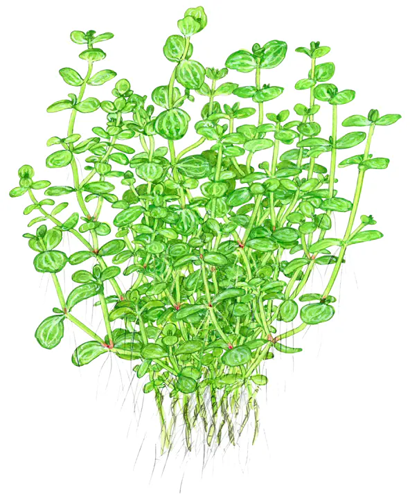 瓜子草