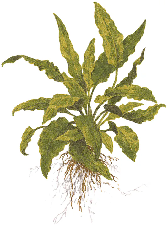 绿温蒂椒草