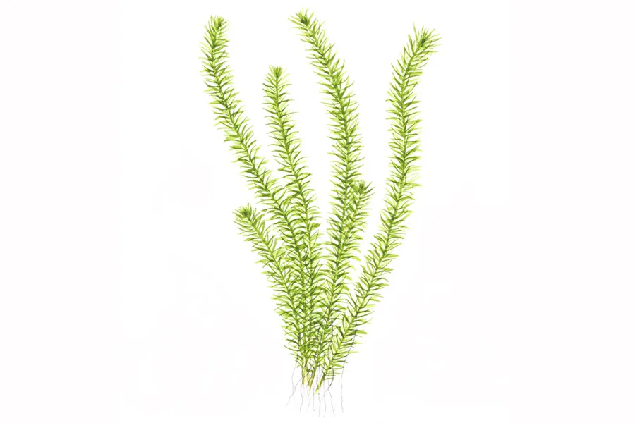 绿苔草
