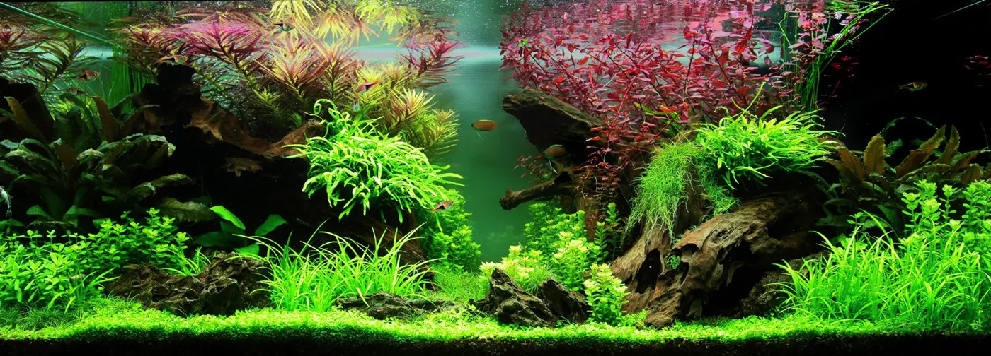 造景 80
