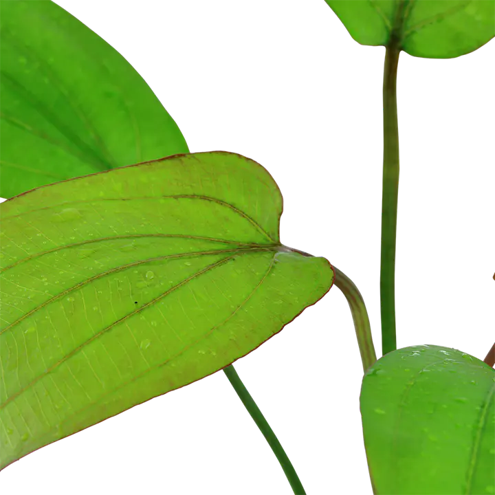 红香瓜草细节图 3